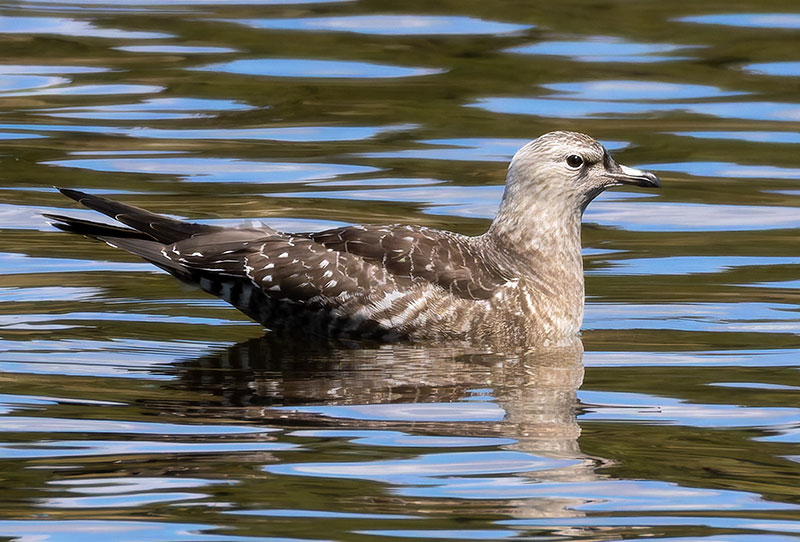 ALT="Long-tailed