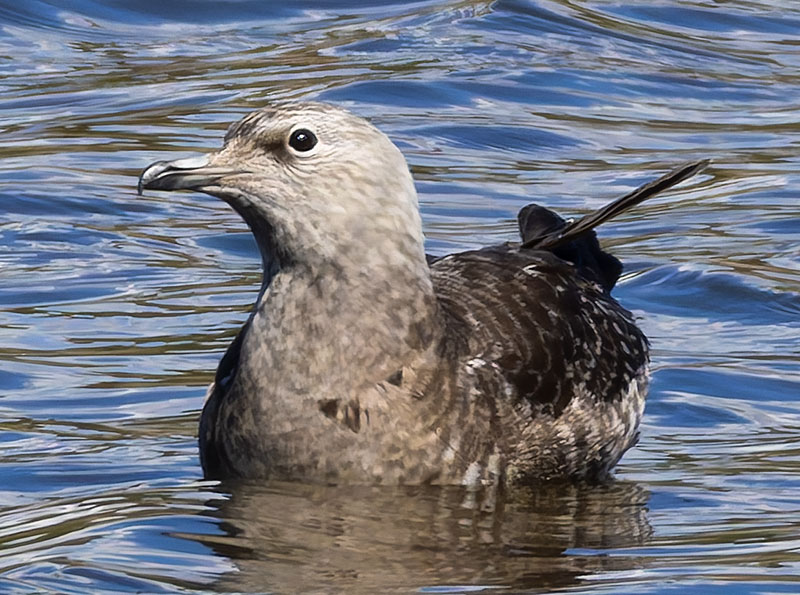 ALT="Long-tailed