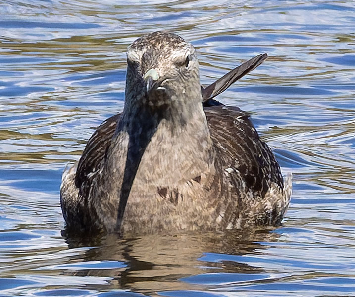 ALT="Long-tailed