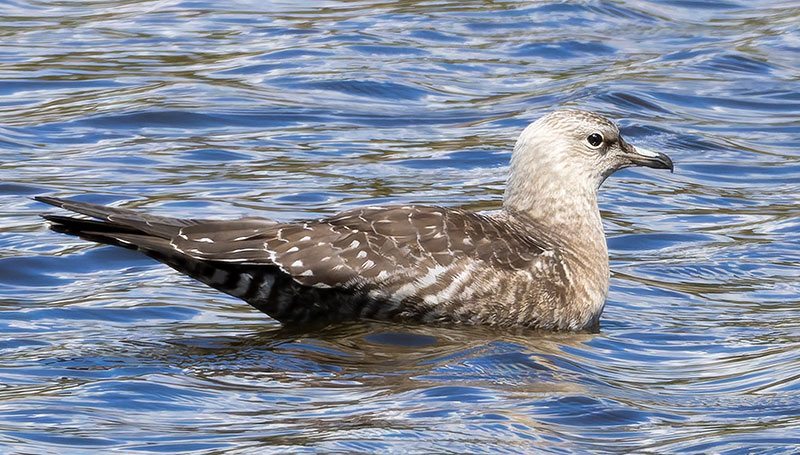 ALT="Long-tailed