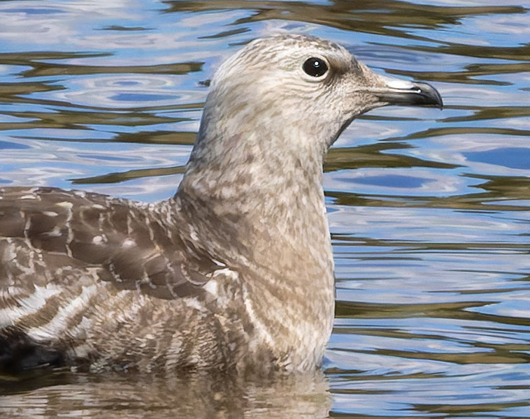 ALT="Long-tailed
