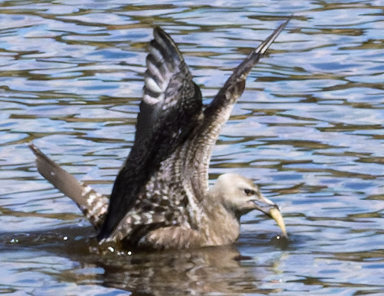 ALT="Long-tailed