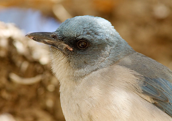 Mexican Jay (Gray-breasted) Jay Aphelocoma ultramarina