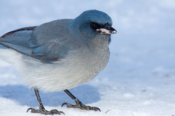 Mexican Jay (Gray-breasted) Jay Aphelocoma ultramarina