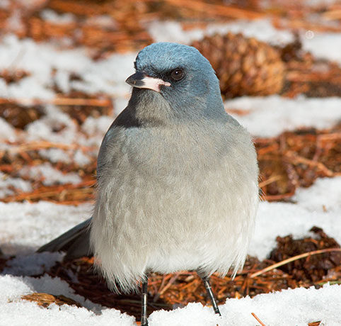 Mexican Jay (Gray-breasted) Jay Aphelocoma ultramarina