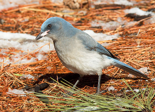 Mexican Jay (Gray-breasted) Jay Aphelocoma ultramarina