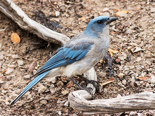 Mexican Jay (Gray-breasted) Jay Aphelocoma ultramarina