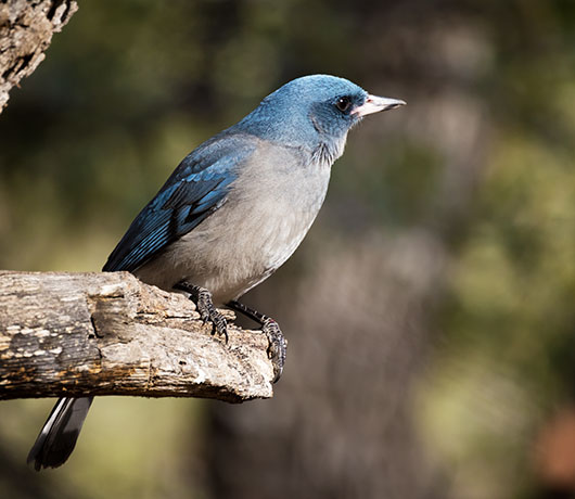 Mexican Jay (Gray-breasted) Jay Aphelocoma ultramarina