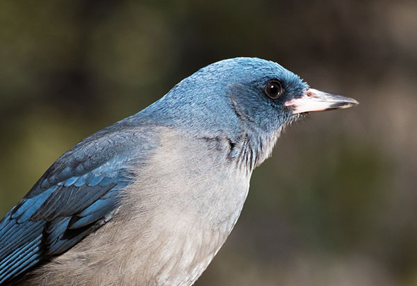 Mexican Jay (Gray-breasted) Jay Aphelocoma ultramarina