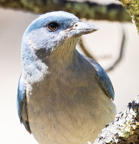 Mexican Jay (Gray-breasted) Jay Aphelocoma ultramarina