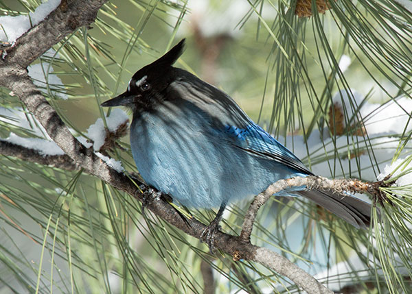 Steller's Jay Cyanocitta stelleri 