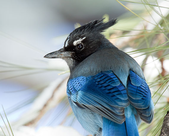 Steller's Jay Cyanocitta stelleri 