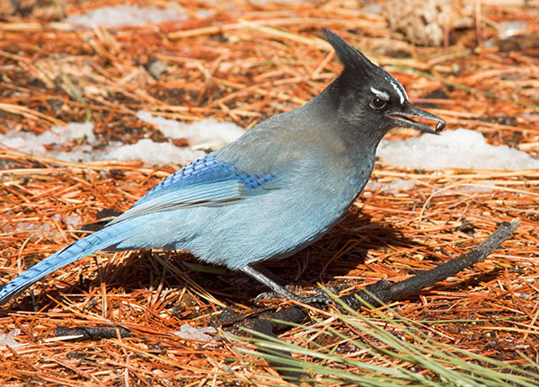 Steller's Jay Cyanocitta stelleri 