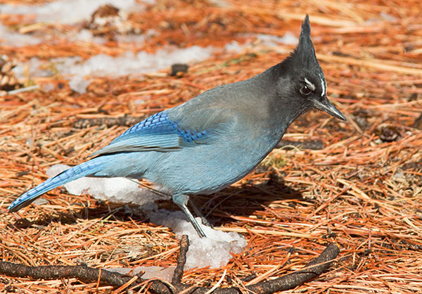 Steller's Jay Cyanocitta stelleri 
