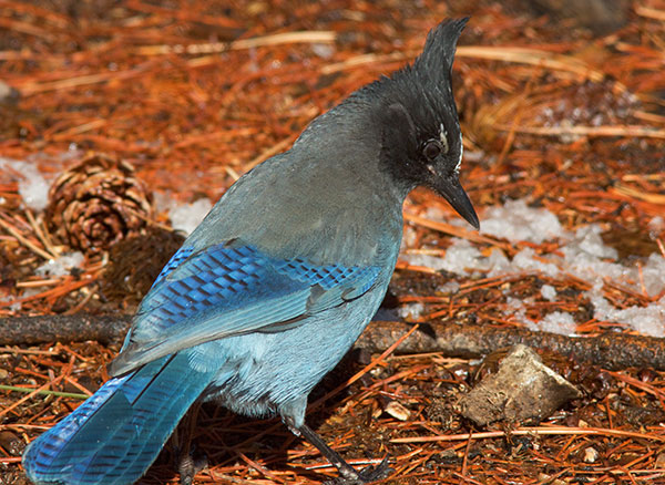 Steller's Jay Cyanocitta stelleri 