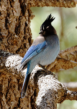 Steller's Jay Cyanocitta stelleri 