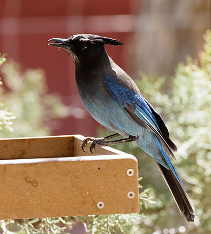 Steller's Jay Cyanocitta stelleri 