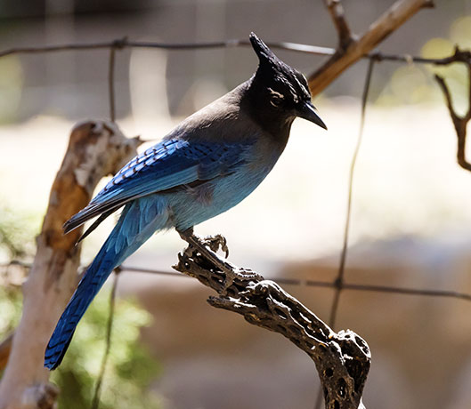 Steller's Jay Cyanocitta stelleri 