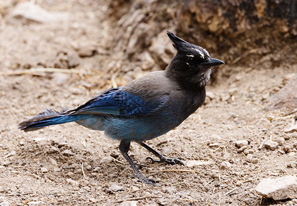 Steller's Jay Cyanocitta stelleri 