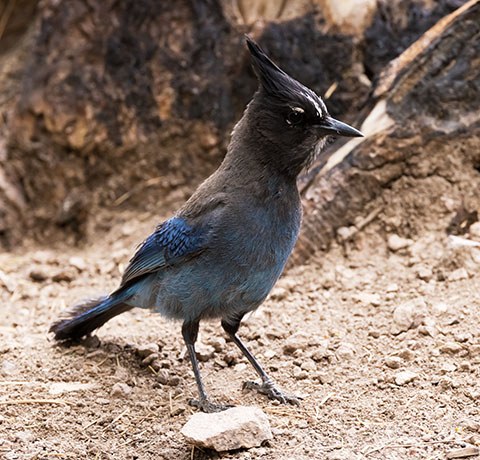 Steller's Jay Cyanocitta stelleri 