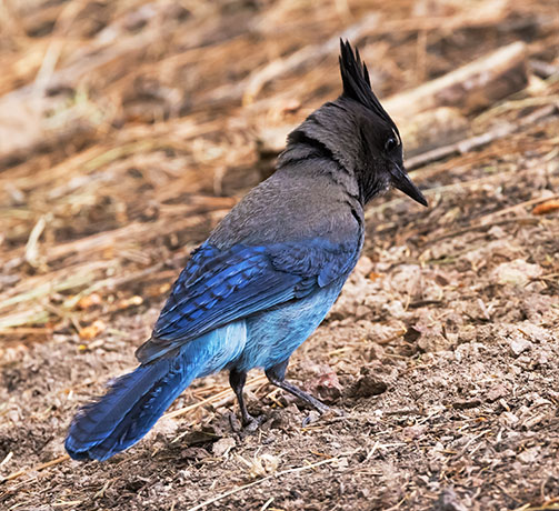 Steller's Jay Cyanocitta stelleri 
