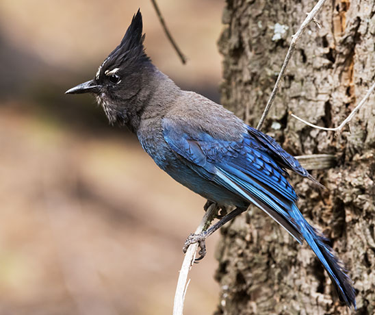 Steller's Jay Cyanocitta stelleri 