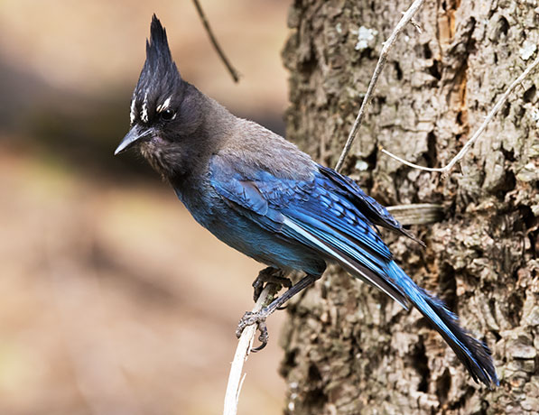 Steller's Jay Cyanocitta stelleri 