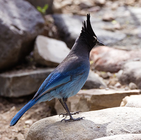 Steller's Jay Cyanocitta stelleri 