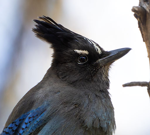Steller's Jay Cyanocitta stelleri 