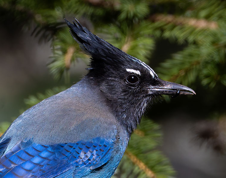 Steller's Jay Cyanocitta stelleri 