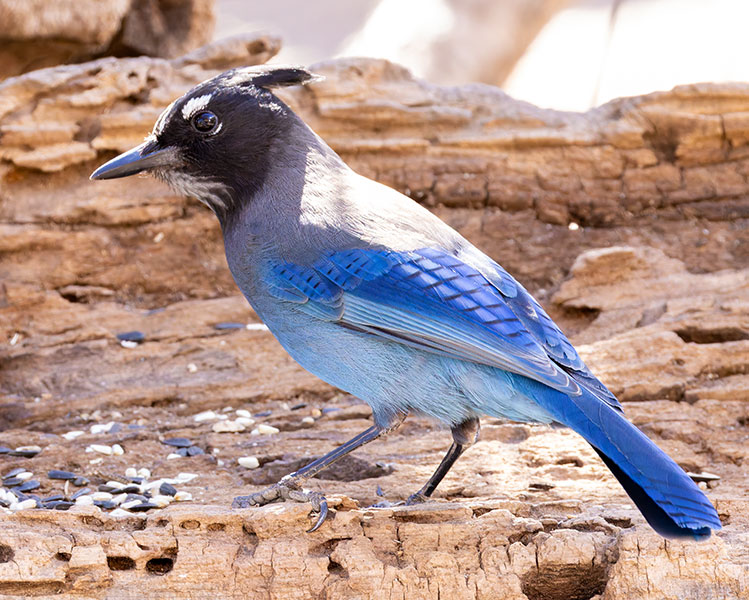 Steller's Jay Cyanocitta stelleri 