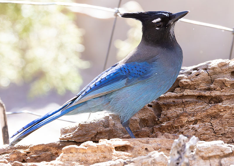 Steller's Jay Cyanocitta stelleri 