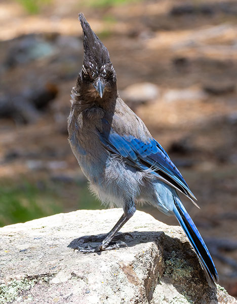 Steller's Jay Cyanocitta stelleri 