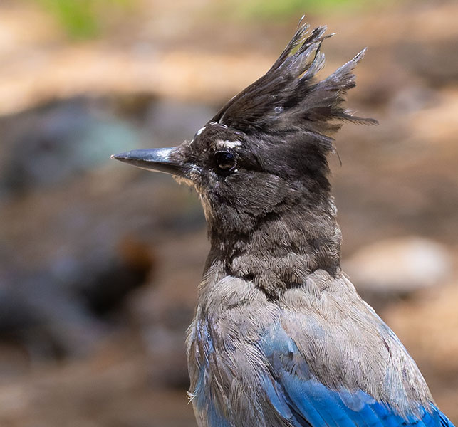 Steller's Jay Cyanocitta stelleri 