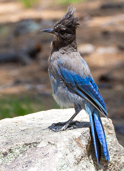 Steller's Jay Cyanocitta stelleri 