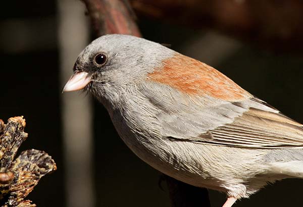 Dark-eyed Junco (Gray-headed) Junco hyemalis caniceps 