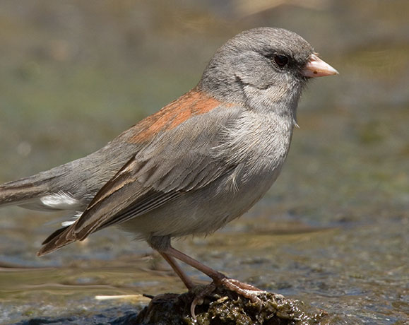 Dark-eyed Junco (Gray-headed) Junco hyemalis caniceps 