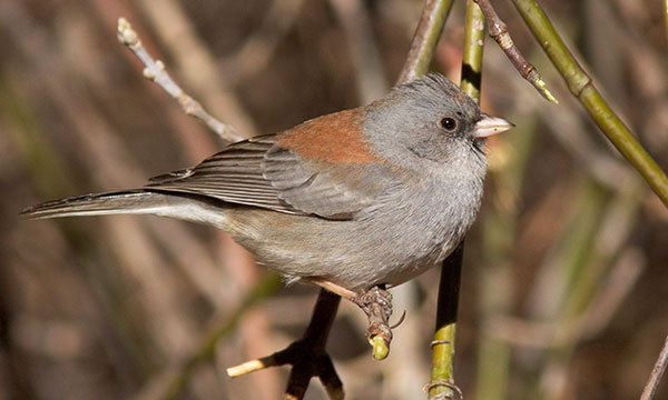 Dark-eyed Junco (Gray-headed) Junco hyemalis caniceps 