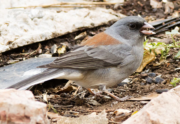 Dark-eyed Junco (Gray-headed) Junco hyemalis caniceps 