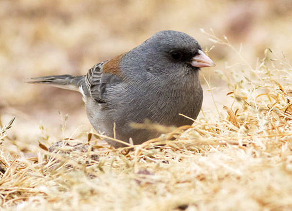 Dark-eyed Junco (Gray-headed) Junco hyemalis caniceps 