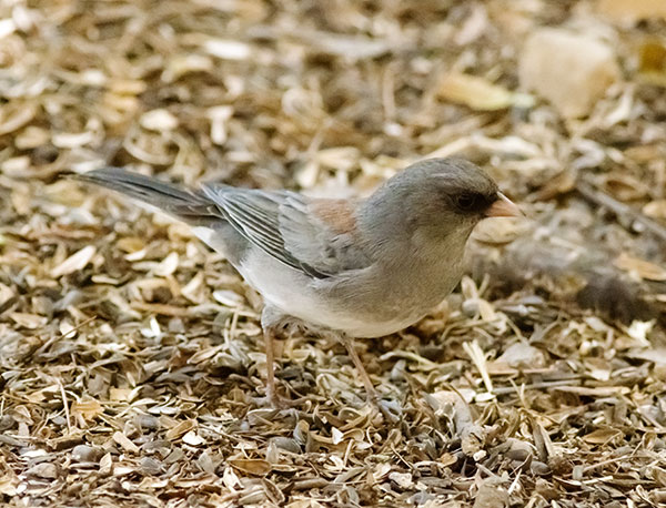 Dark-eyed Junco (Gray-headed) Junco hyemalis caniceps 