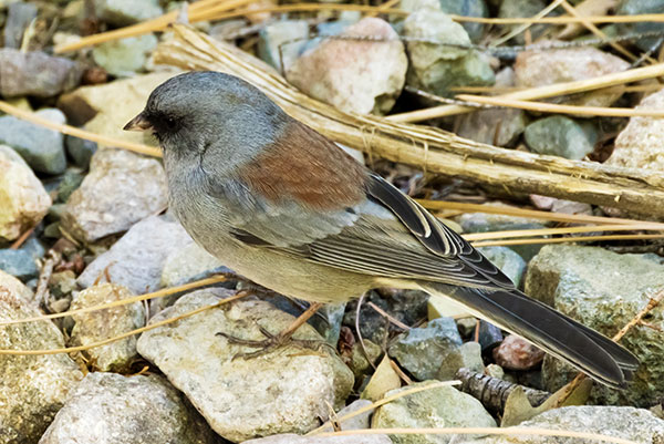 Dark-eyed Junco (Gray-headed) Junco hyemalis caniceps 