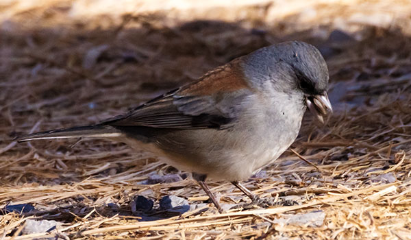 Dark-eyed Junco (Gray-headed) Junco hyemalis caniceps 
