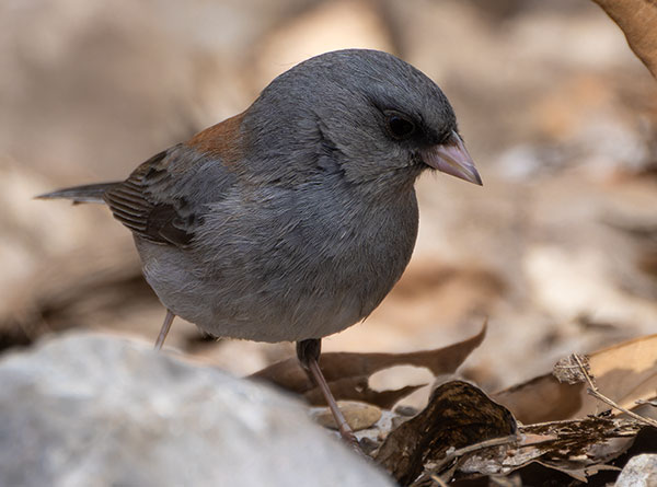 Dark-eyed Junco (Gray-headed) Junco hyemalis caniceps 