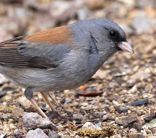 Dark-eyed Junco (Gray-headed) Junco hyemalis caniceps 