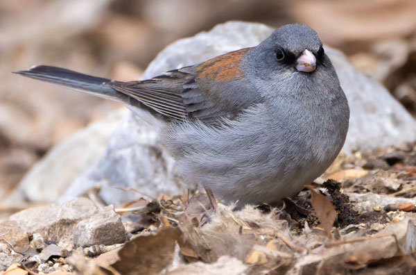 Dark-eyed Junco (Gray-headed) Junco hyemalis caniceps 
