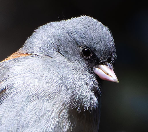Dark-eyed Junco (Gray-headed) Junco hyemalis caniceps 