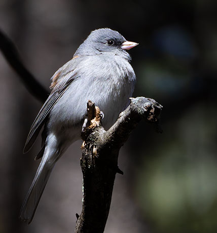 Dark-eyed Junco (Gray-headed) Junco hyemalis caniceps 