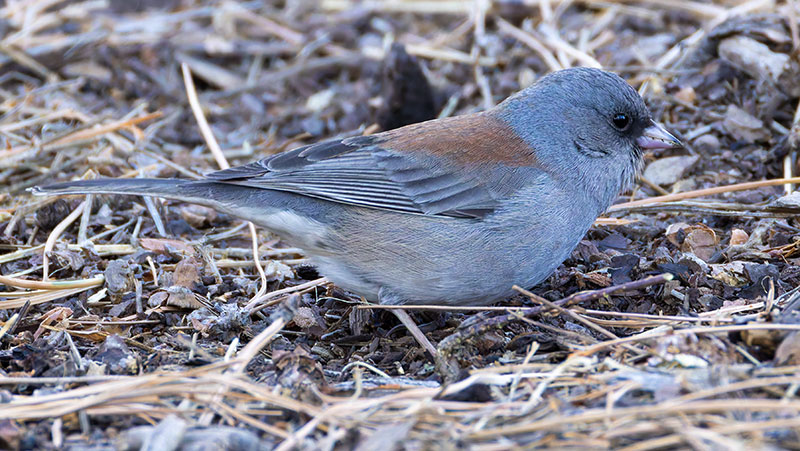 Dark-eyed Junco (Gray-headed) Junco hyemalis caniceps 