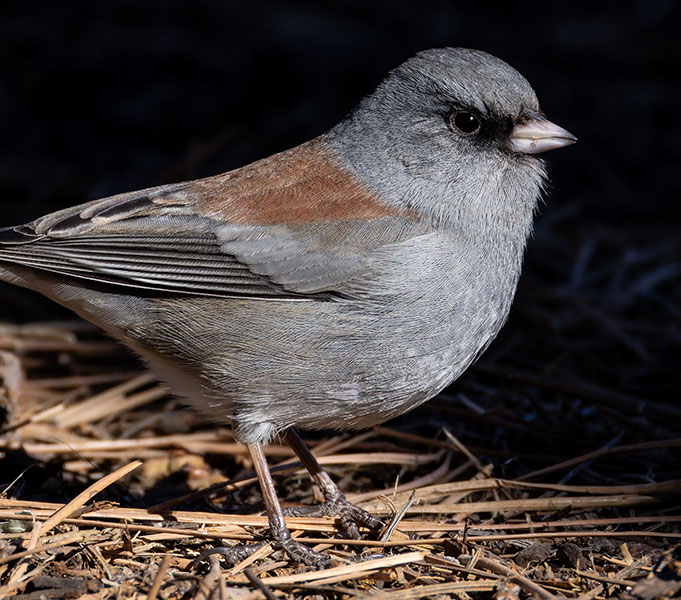 Dark-eyed Junco (Gray-headed) Junco hyemalis caniceps 